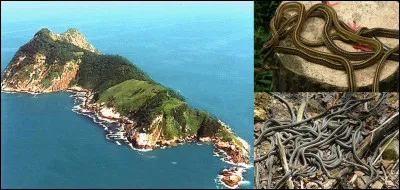 Si vous êtes ophiophobe, je ne fais aucun souci pour vous, vous n'aurez jamais l'idée ou l'envie de vous rendre en ce lieu ! Par contre, je m'en fais beaucoup pour tous les autres cela risque d'être fatal pour eux !
Où sommes-nous ?
Quelle est sa particularité… rampante ?