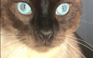Quiz Felins