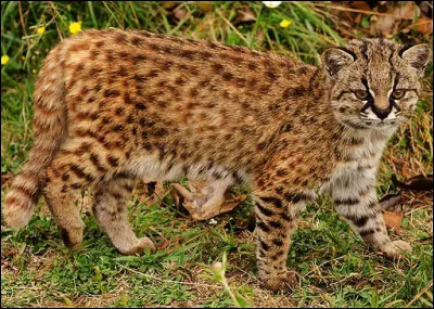 Le guigna, félin d'Amérique, est appelé kodkod par les :