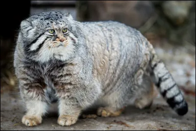 En quelle année a été découvert le manul ?