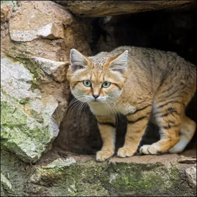 Comment le chat des sables boit-il ?