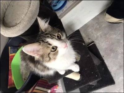 Combien de doigts a le chats ?