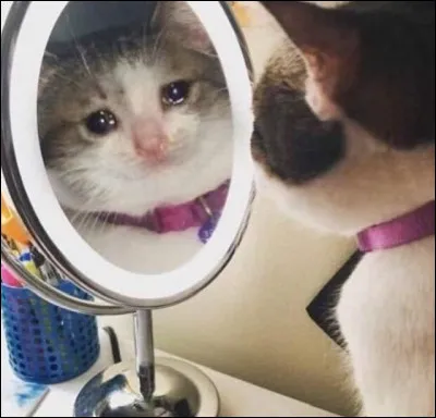 Quel chat peut principalement souffrir de surdité ?