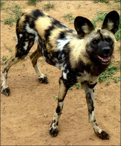 Lequel de ces trois canidés a la morsure la plus forte ?