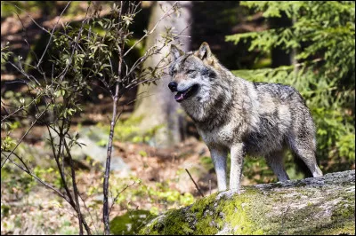 Le loup est réputé pour son flair. À quelle distance un loup gris peut-il détecter un animal contre le vent ?