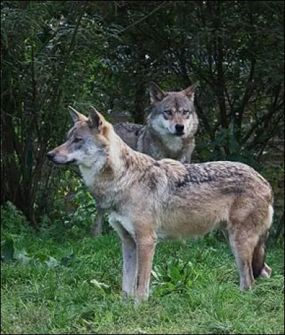 Il a également l'ouïe très fine. À quelle distance peut-il percevoir les hurlements de ses congénères ?