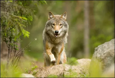 Plus rarement, certains loups incapables de trouver une partenaire, s'accouplent avec les filles du couple reproducteur, sans jamais créer aucun lien avec elles. Quel est le nom donné à ces loups ?