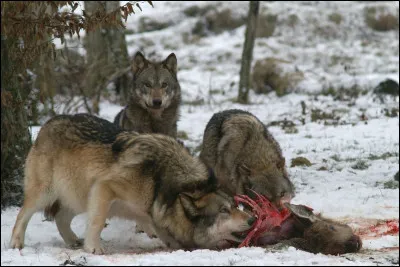 Quand ils ont tué un élan ou un chevreuil, par quoi les loups commencent-ils leur repas ?