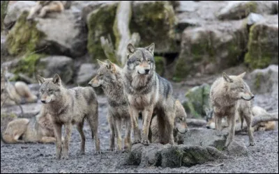 Où sont réapparus les premiers loups en France en 1992 ?