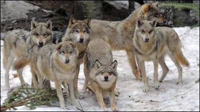 Combien compte-t-on, environ, de loups en France, recensés en 2019 ?