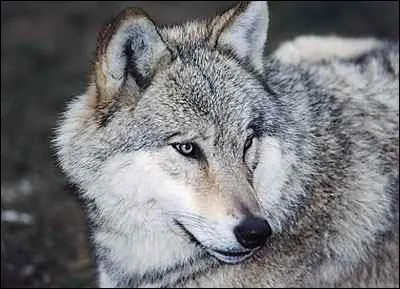 Le loup, en France, est considéré comme :