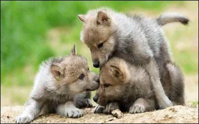 À quel âge les bébés loups quittent-ils leur "abri" ?