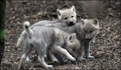 À partir de quel âge les bébés loups commencent-ils à jouer au combat ?