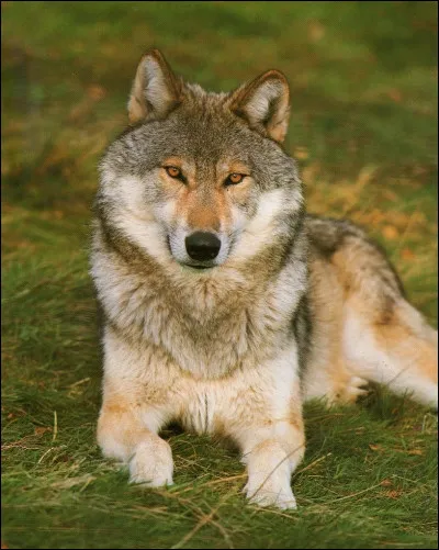 Comment est décrit le loup agressif ?