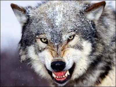 S'il a la gueule ouverte, s'il tient la tête haute, la queue haute et tremblante :