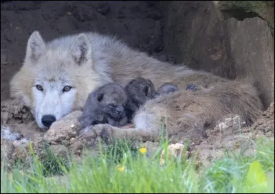 Quand la louve met bas, de combien de petits est en moyenne la portée ?
