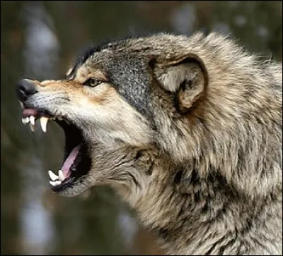 Combien faut-il de morsures d'un loup gris pour tuer un cerf en bonne santé ?