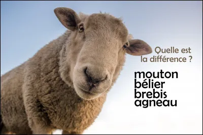 "Les Androïdes rêvent-ils de moutons électriques ?" est un roman d'anticipation de Philip K. Dick.