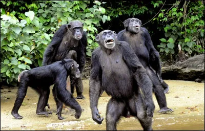 "La Planète des singes" est un roman écrit par Pierre Boulle.