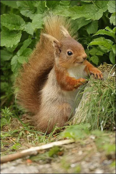 Dans quoi vit l'écureuil, notamment en hiver ?