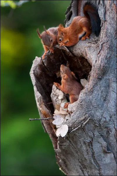 Quel est le nom du bébé écureuil ?