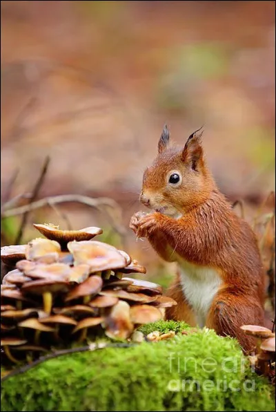 L'écureuil mange aussi des champignons. Qu'arrive-t-il s'il consomme des champignons toxiques ou mortels pour l'homme ?