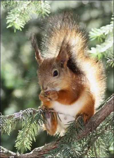 L'écureuil hiberne-t-il ?