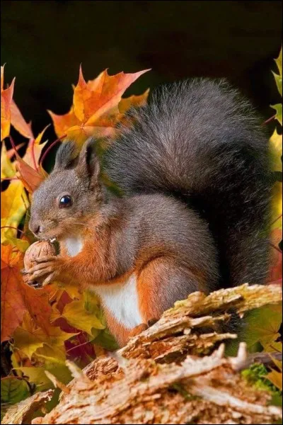 L'écureuil stocke sa nourriture à l'automne :