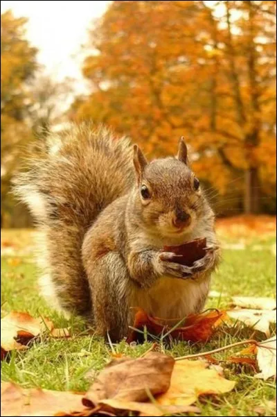 Quelle est son espérance de vie ?