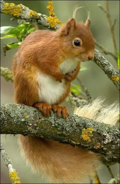 Selon le livre "L'Écureuil" d'Albert visage, quel cri pousse-t-il quand il est en colère ?
