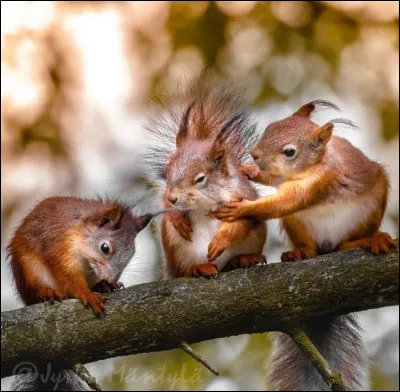 À quel âge les bébés quittent-ils leur nid ?