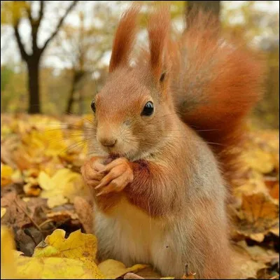 L'écureuil est-il un animal propre ?