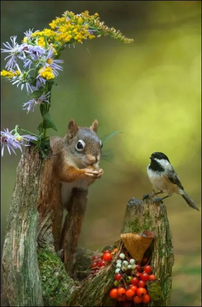 Question bonus : où peut-on voir des écureuils ?