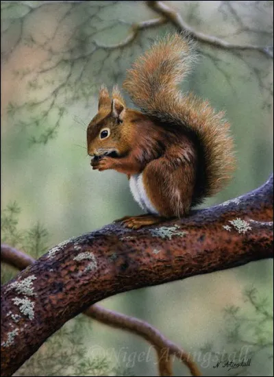 Que peut-il manger occasionnellement ?