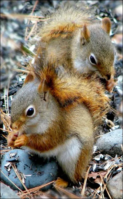 Qui s'occupe des petits ?