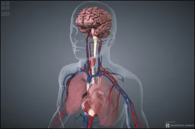 Outil de diagnostic et de dépistage, l'imagerie médicale sera révolutionnée par un scanner tridimensionnel permettant au médecin de se balader virtuellement dans un organisme en temps réel.
Laquelle de ces techniques d'imagerie médicale actuelles est dangereuse du fait de l'utilisation de rayonnements ionisants ?