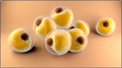 Les adipocytes bruns, des cellules graisseuses énergivores, seraient une nouvelle option thérapeutique contre l'obésité. Transplantées chez les personnes obèses, ces cellules accroîtraient leurs dépenses énergétiques pour perdre du poids.
Par opposition aux adipocytes bruns, quelles cellules stockent la graisse ?