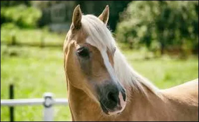 Le cheval est-il un ruminant ? (galop 2)