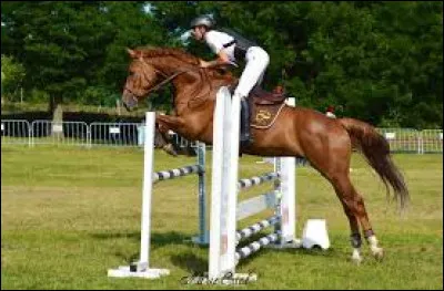 Quel est le mécanisme du saut ? (galop 3)