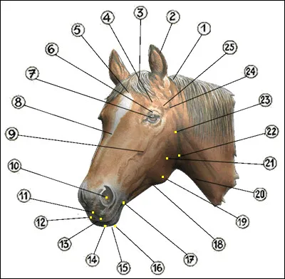 Citez les parties de la tête dans l'ordre. (galop 2)
