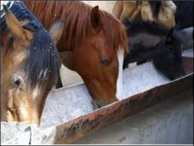 Citez l'ordre des aliments à donner au cheval. (galop 2)