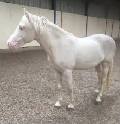 De quelle couleur est la robe de ce poney ? (galop 2)