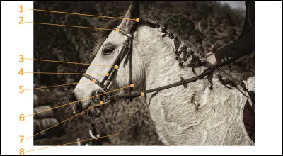 Citez dans l'ordre les parties du filet. (galop 2)