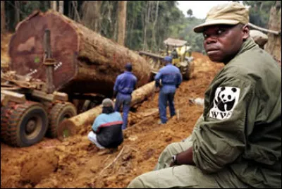 Quel est le pourcentage de bois tropicaux importé illégalement ?