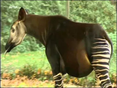 Sur toutes les espèces d'animaux, combien sont en voie d'extinction ?