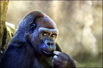 Si la consommation de bois continue ainsi, les gorilles d'Afrique centrale disparaîtront, selon des données de 2008, dans combien de temps ?