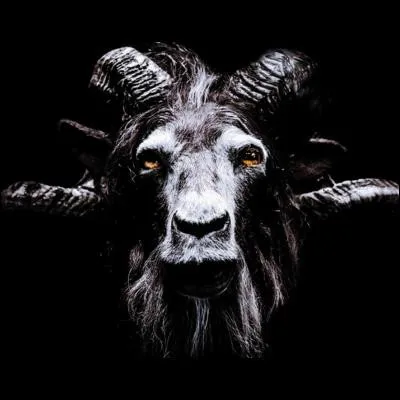 Quel animal préférez-vous ?