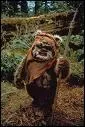 Quel est l'espce de Wicket dans Star wars ?