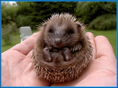 À quel âge les bébés apprennent-ils à se mettre en boule ?