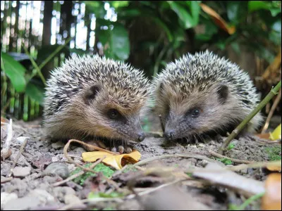 Quels animaux le mettent le plus en danger ?